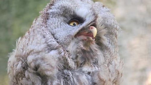 A Captivating Video Highlights a Gray Owls Features and Gaze