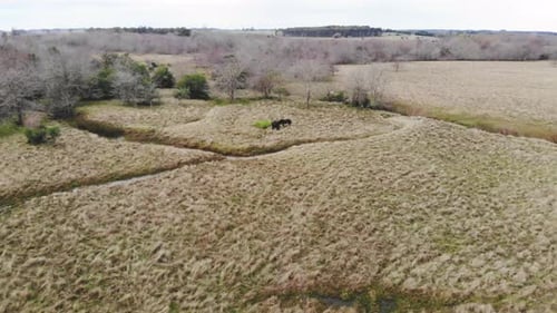 Drei Pferde grasen auf einem Feld
