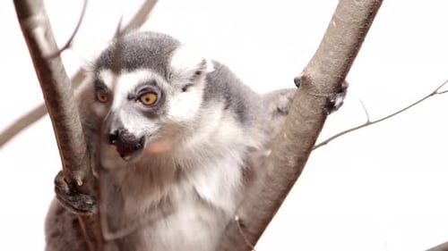 Lemur in tree on white background