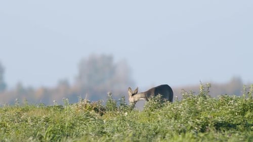 Common wild roe deer perfect closeup on meadow pasture autumn golden hour light
