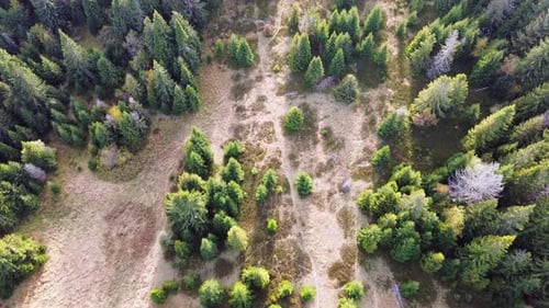 Aerial Drone View of Trees Coniferous Forest Elegant Pines Background Northern Forest Wild Hill