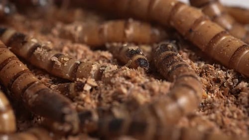 Zophobas Morio, Superworm 66