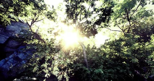 Bright Sunlight Filtering Through Lush Green Foliage in a Serene Forest