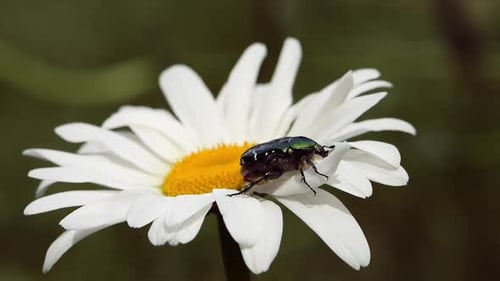 An Insect Crawls on a Flower of a White Garden Daisy The Insect Collects Pollen and Pollinates the