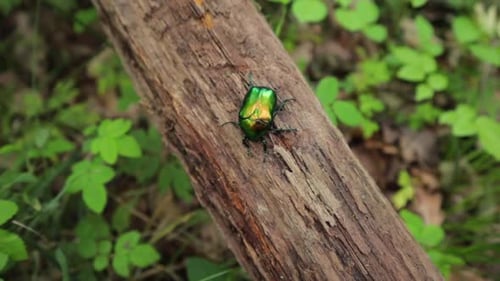 small dogbane colorful beetle sitting still on a branch in the forest, pedestal up close-up shot to