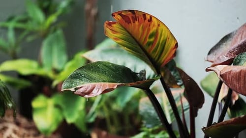 Large rain drops splash onto a large leafed plant in a tropical garden
