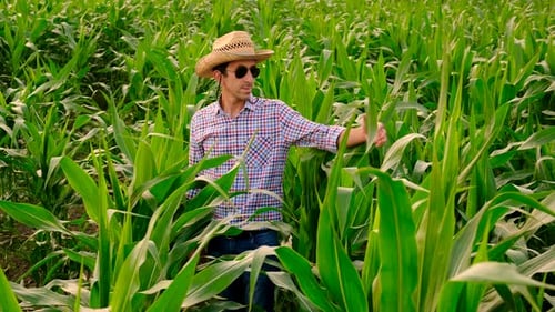 Farmer in a Corn Field Selective Focus