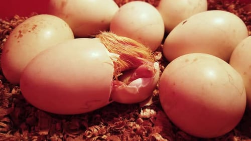 Close Up of a Chick Hatching from an Egg