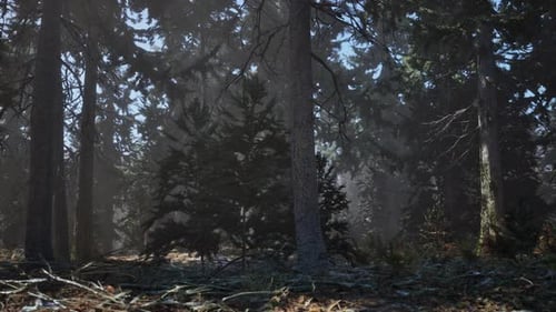 Autumn Pine Forest on a Foggy Morning
