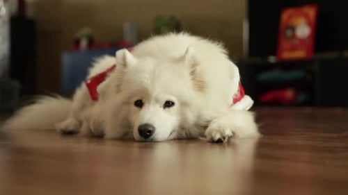 Close up to a beautiful white dog lying on the ground, moving his ears and walking towards the camer