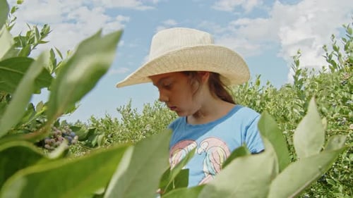 Organic Blueberry Picking Schoolgirl Helps on Family Farm
