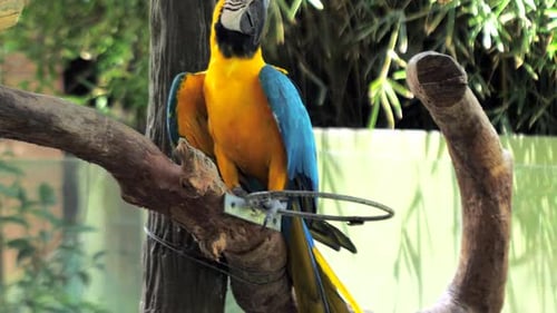 Portrait of Colorful Macaw Parrot Sitting on the Tree Branch Blueandyellow Macaw Closeup