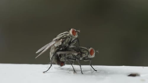 Flies Mating Close-up Detailed Insect Reproduction