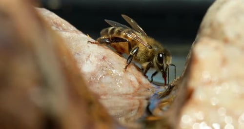 Close up of bee on rock drinking water