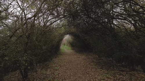 Mysterious path in a tunnel covered by vegetation and trees. Cinematic stabilized shot.