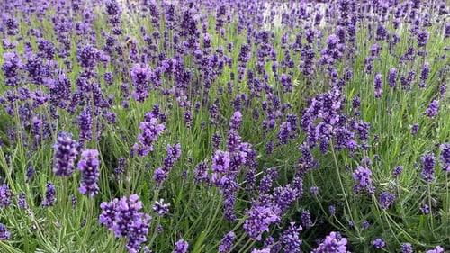Lavender field in Provence.