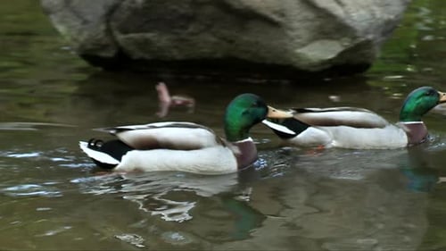 Adult Male Mallard Ducks Swimming In The Stream. - tracking
