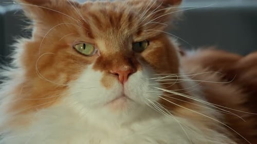 Serene Closeup of a Fluffy Ginger Tabby Cat with a White Muzzle and Green Eyes Lounging Indoors in