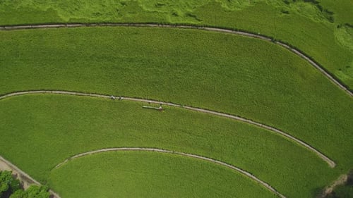 Aerial shot of rice fields in South America