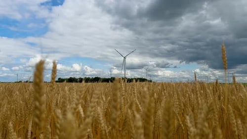 Moving Through a Cornfield with Tall and Ripe Wheat A Wind Farm Generating Clean Energy is Visible