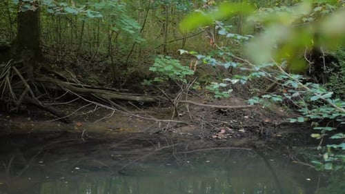 peaceful river floating through the forest