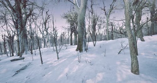 Winter Landscape with Snow Covered Trees in a Serene Forest Setting
