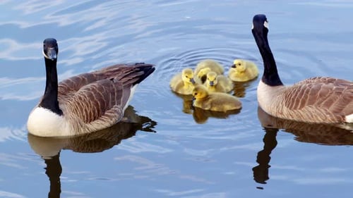 Goslings, in slow motion, swim, feed, and play near their protective elders.