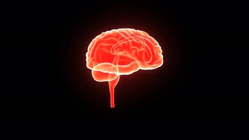 Futuristic 3D Human Brain Rotating Animation