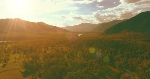 Aerial View Low Flight Above Evergreen Pine Tree Landscape with Endless Mountain Forest at Sunny