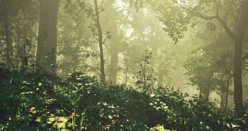 Lush Green Landscape in a Misty Forest During Early Morning Light