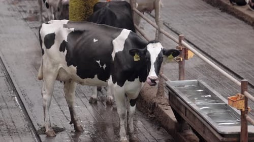 Cows in the dairy farm