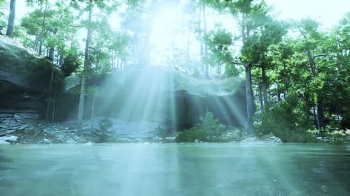 Sun Shines Through Trees in Forest