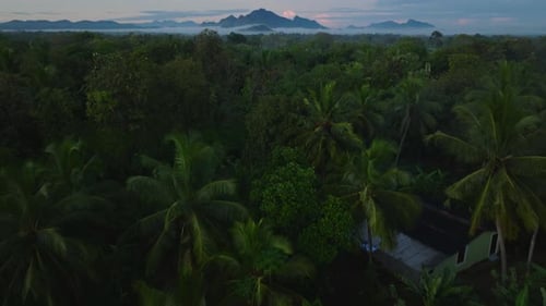 Blick aus der Vogelperspektive auf Bäume im tropischen Regenwald, nach oben kippen und Panoramablick auf die Landschaft mit