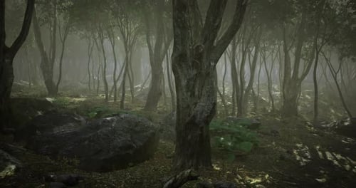 Mysterious Forest Filled with Dense Fog and Towering Trees in Early Morning