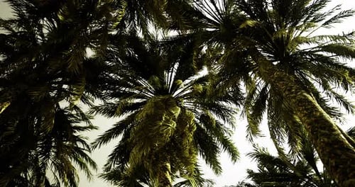 Realistic Palm Trees Swaying in the Breeze Animation