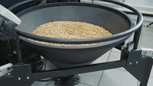 Coffee beans rotating in a hopper during quality control