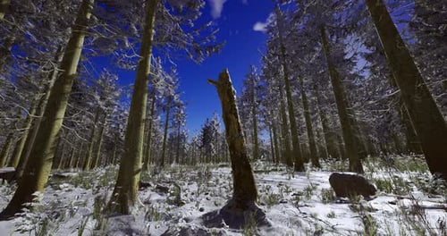 Winter Landscape with Snow Covered Trees and Clear Blue Sky in Forest