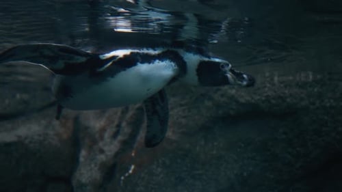 Underwater view of a Humboldt Penguin scratching its ear