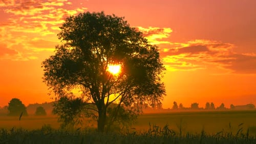 Beautiful landscape at sunrise and a tree in the field. Time lapse. 4K.
