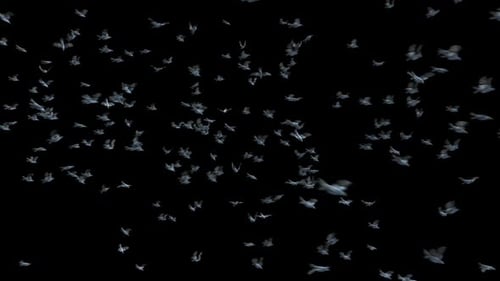 Large Flock of Realistic Birds Flying Across Screen Animation