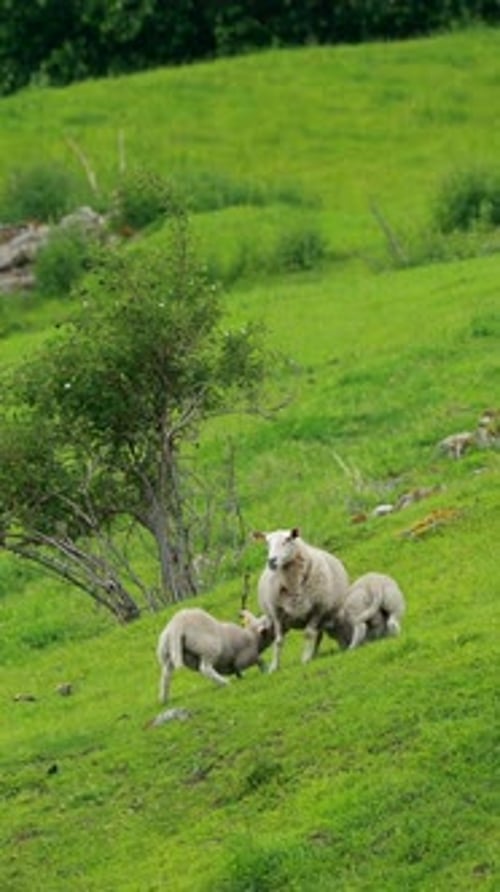 Norway Domestic Mother Sheep Running
