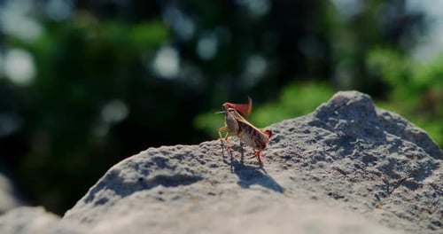 Grasshopper Standing on a Gray Rock Surface