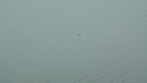 Water Striders Moving On Pond Surface