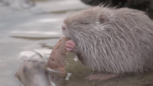 Lindo bebé Nutria Coypu comiendo pan en la orilla poco profunda del río, Praga, Chequia
