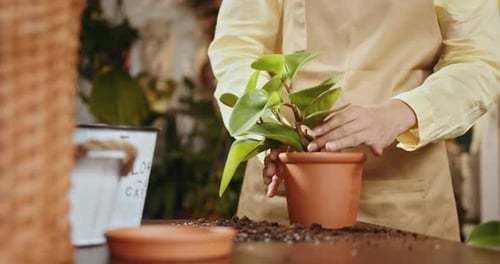Close Up of Hands Repotting Green Plant