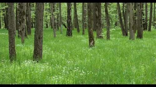 Tall spring grass as background sways in the wind in the spring shadow forest.