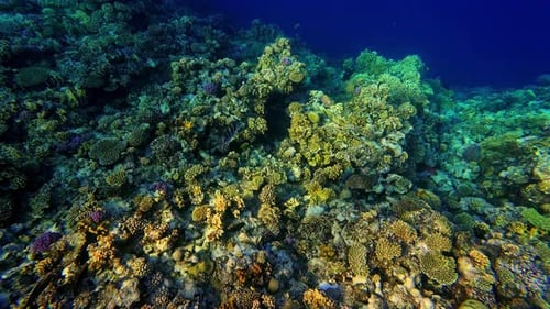 Underwater Blue Water Tropical Reef with underwater sea fish and Colourful coral reef, diving, Egypt