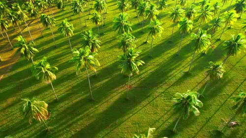 Aerial View of Tropical Palm Tree Field