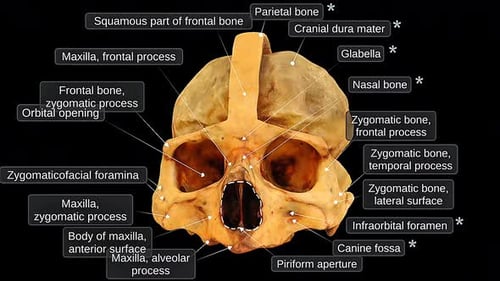 Human Skull Anatomy Frontal View
