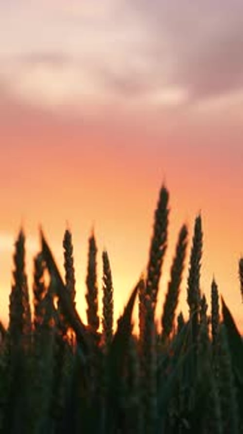 Wheat Silhouettes at Sunset Close Up Field of Ripening Barley Against Sundowns Sky with Orange